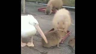 Pelican Try To Eat Capybara 😠😳😭🐭 [upl. by Eniarol950]