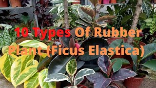 10 Types of Rubber Plant  Ficus Elastica Varieties Including Care Tips [upl. by Glendon715]