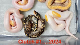 Ball pythons…Clutch 1 2024 Wookie YellowbellyGravel x Champagne het Hypo hatchlings [upl. by Ardnassac]