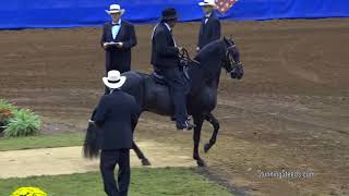 2017 Paso Fino Nationals  Fino 5 amp 6 Year Old Stallions  BOARDS amp WORK OFFS [upl. by Okorih]