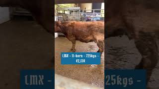 €2130 LMX dry cow Balla Mart  2023 [upl. by Rexfourd]