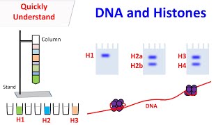 Histones  DNA and Histones [upl. by Daisi627]