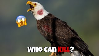 6 Eagles That Could Defeat A Bald Eagle [upl. by Ecinert59]