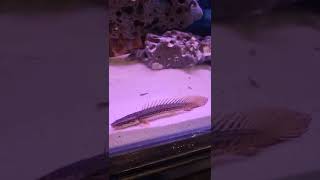 Bichir fish price in bangladesh 2600tkbichirfish [upl. by Enelehcim]