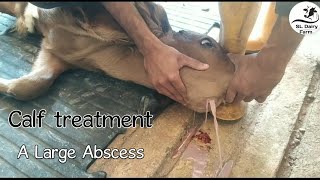 Removing pus from large abscess on calf jawsrilankandairyfarmer6385 [upl. by Yenwat797]