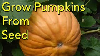 How to Grow Pumpkins From Seed  Step By Step [upl. by Surovy587]