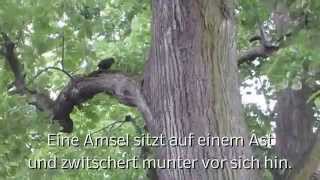 A13 Amsel sitzt auf einem Ast [upl. by Hairam]