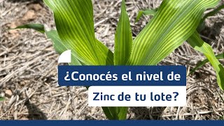 AR  ¿Por qué el zinc es un nutriente clave [upl. by Malamud]