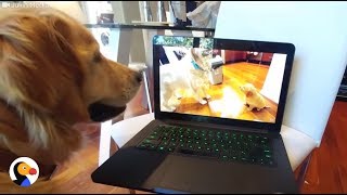 Dog LOVES Watching His Own Puppy Video  The Dodo [upl. by Rosanna]