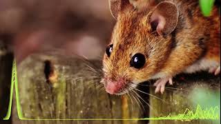 Anti mouse repellent  sound that kills mice  how to drive rodents out of your home [upl. by Siari138]