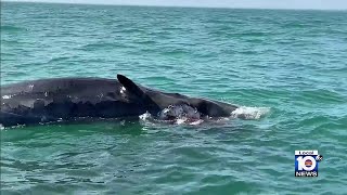 Scientists concerned over recent strandings of whales along Florida coast [upl. by Aimak204]