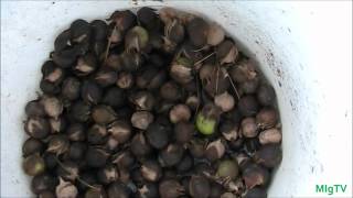 Hickory Nut 101  Harvesting and Uses [upl. by Nehtiek]