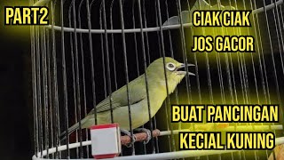 ✅part2 ciak ciak jos gacor  jadi pancingan kecial kuning 💛 lombok [upl. by Yerd298]