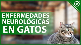 🐱 ENFERMEDADES NEUROLÓGICAS en gatos más comunes y cómo identificarlos 🧠🐱 [upl. by Walton]