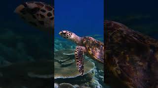 Seaturtle at Ellaidhoo maldives maldivesresorts travel fish turtle ocean [upl. by Ayel]