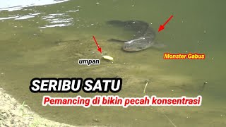 Seribu satuPemancing belum tentun menjumpai penampakan langka seprti ini saat mancing ikan gabus [upl. by Gildas]