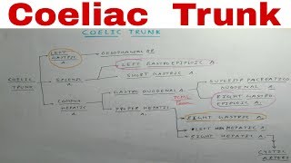 Coeliac Trunk  3a  Stomach Blood Supply  TCML Anatomy [upl. by Eimat]