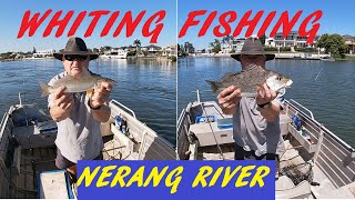 WHITING FISHING NERANG RIVER 4TH OCT 2024 [upl. by Dowdell]