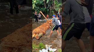 Membuat racun ikan dari akar pohon jenu [upl. by Ahsienot]