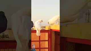 Srivalli song Pigeon Status 😂  Pushpa Movie Song  pigeonmasti [upl. by Hamel74]