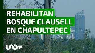 Después de siete décadas rehabilitan bosque en tercera sección de Chapultepec [upl. by Nuri799]