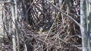 Long Eared Owl Nest attack by Magpie 5 May 2019 [upl. by Reedy339]