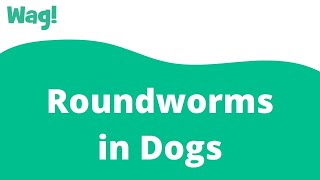 Roundworms in Dogs  Wag [upl. by Ahsekyw]