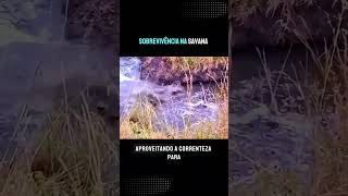 sobrevivência na savana selvagens mundoanimal animais animais natureza animaisselvagem [upl. by Elamaj]