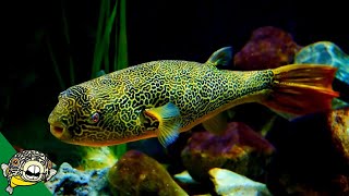 THE LARGEST FRESHWATER PUFFER Tetraodon Mbu Puffer Fish Profile [upl. by Inesita654]