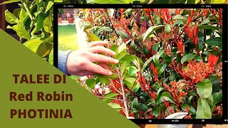 Red Robin da talea  PHOTINIA Come Fare TANTE Talee [upl. by Rodriguez]