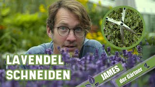 Lavendel als Bodendecker [upl. by Guibert197]