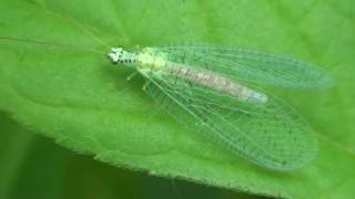 Blackspeckled Green Lacewing Chrysopidae Chrysopa [upl. by Aicilec]