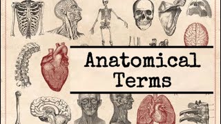 General anatomy  02 Anatomical terms مصطلحات تشريحية [upl. by Lhadnek]