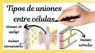 Tipos de UNIONES entre las CÉLULAS [upl. by Gulgee738]