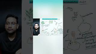 LIfe cycle of pteridophytes  Homosporous pteridophytes [upl. by Miki]