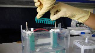 Polyacrylamide Gel Electrophoresis PAGE  Amrita University [upl. by Enilarak]