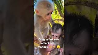 Baby monkey 🐒 attacked by safari ants private partsbabymonky babymonkeycry babymonkeychallenges [upl. by Annerol308]