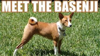 Meet the Basenji The Barkless Dog Breed [upl. by Gnos]