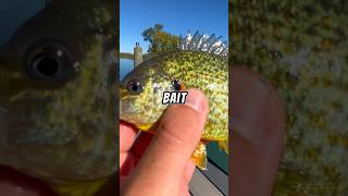 Let’s catch CATFISH BAIT 🐟🎣 baitfishing fishing fish [upl. by Docilu]