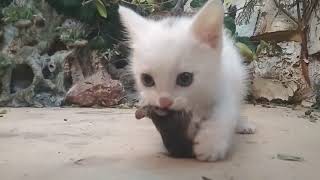 A small kitten hunts a mouse The kitten has a whole mouse A predator will grow from a kitten [upl. by Sweyn]