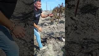 Repaso de plaquetas viña viticultura vino campiña jerezana vegetacion cepa [upl. by Naux]