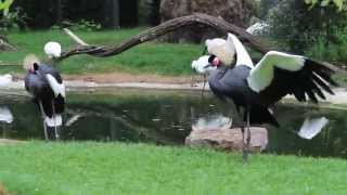 Westelijke kroonkraanvogels  Western African Black Crowned Cranes ZOO Antwerp [upl. by Odrareve]