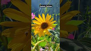 Scene of Honeybee Taking nectar from Sunflower flowers shorts youtubeshorts quran [upl. by Rasecoiluj]