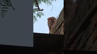 monkey funny cute bander funny [upl. by Ahdar286]