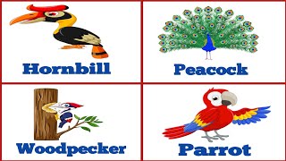 birds name  name of birds in english  English birds names [upl. by Ahcurb792]