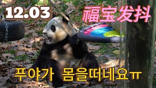 🍎푸바오🐼오늘 푸야가 몸을 좀 떠네요ㅠ수의사님 사육사님들이 현장서 관찰중이니 조금 지켜보겠습니다 今天福宝发抖 什么事？푸바오 FUBAO福宝 [upl. by Etana685]