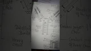 Structure of antibody boardsexam [upl. by Attej]