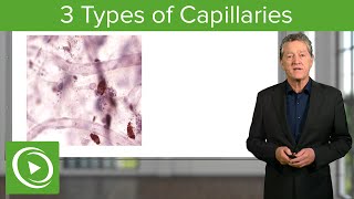 Capillaries Continous Fenestrated amp Discontinous – Histology  Lecturio [upl. by Abil]