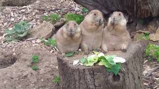 Prairie Dogs Feeding time  3 Big Ounces [upl. by Ecela385]