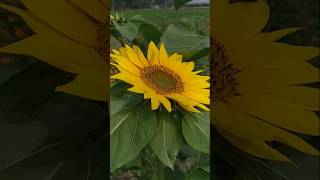 Beautiful flowers in my garden sunflower rosesmarigoldshortvideo [upl. by Ahsenauj]